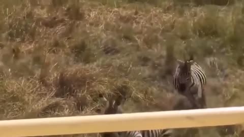 Animal attack 2022 best video