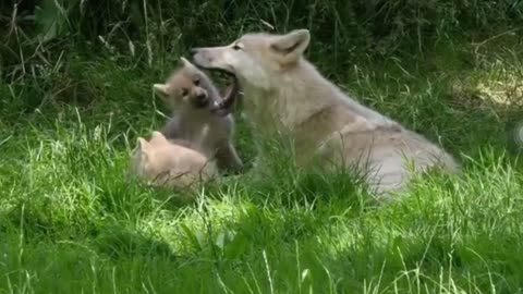 Forest Animals 4k-Amazing World of forest Wildlife | Scenic Relaxation Film