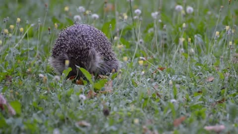 Hedgehog🥰😍| Cute animals😍