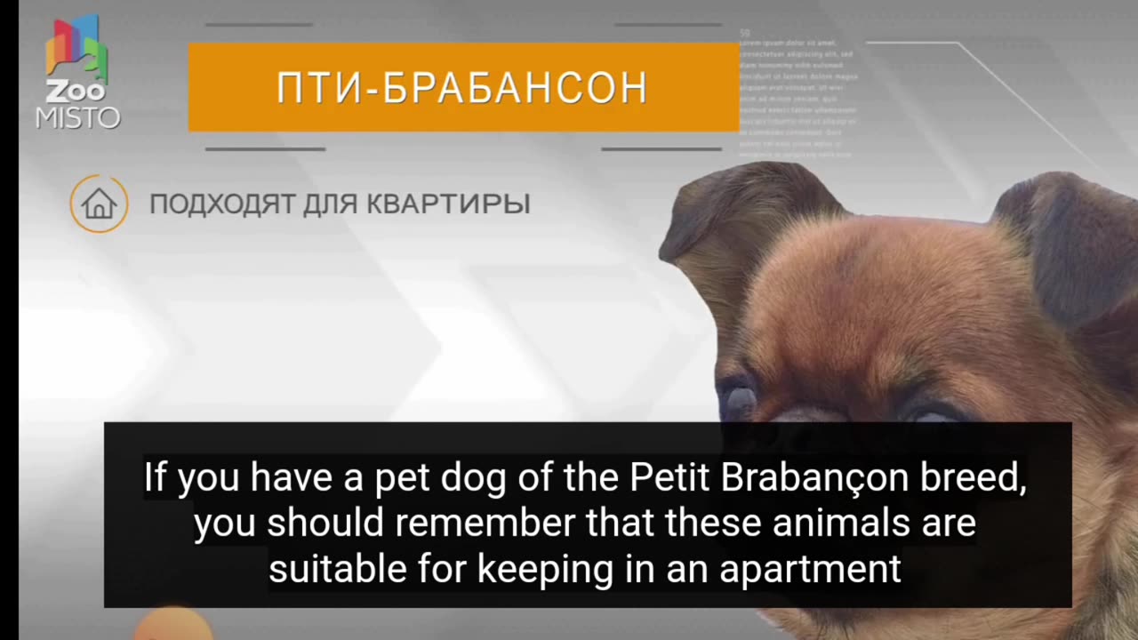 📹 Petit Brabançon - All about the dog breed | Dog breed - Petit Brabançon