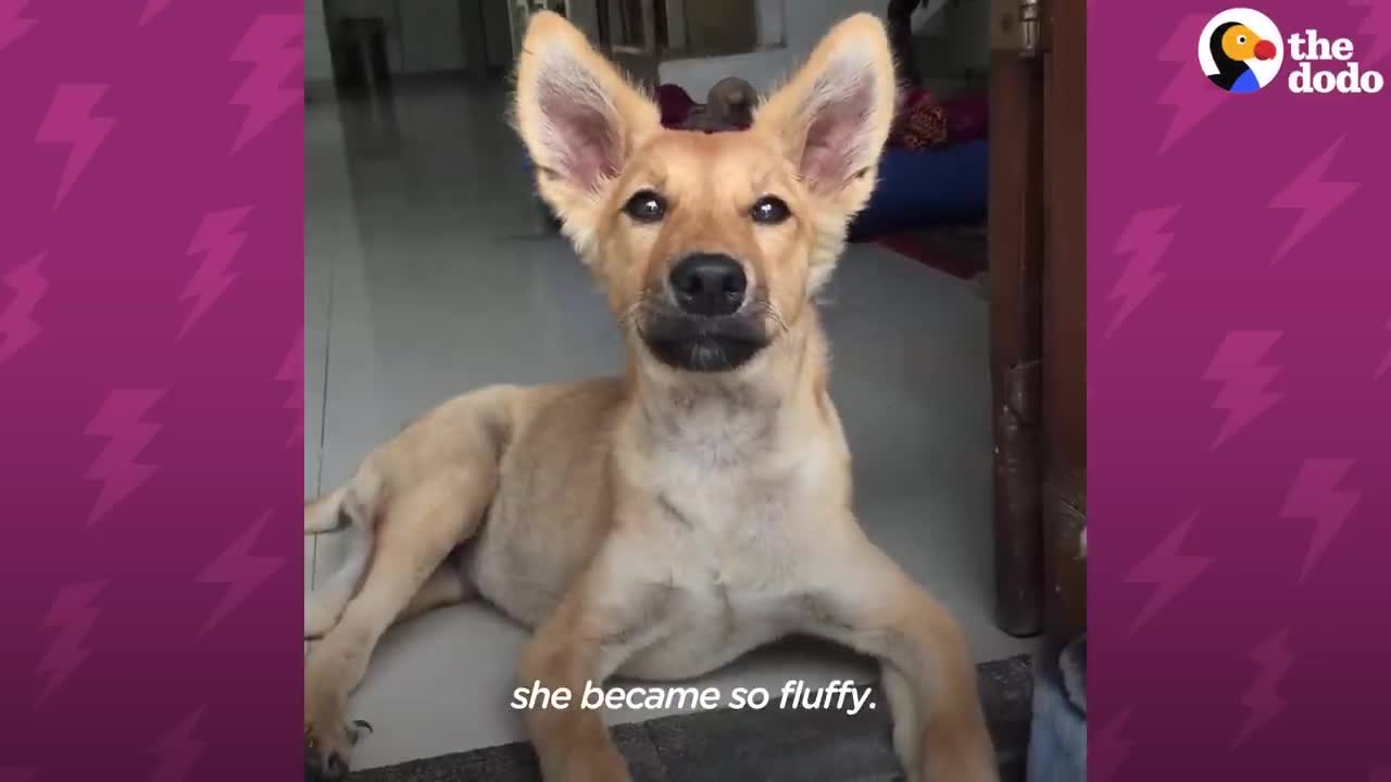 Terrified Puppy Found All Alone has an Insane Glow Up | The Dodo Little But Fierce