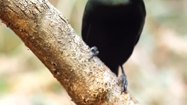 A rare aristocratic bird of the pentail tree magpie in nature