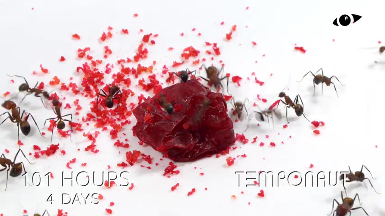 Ants vs Cherry Timelapse