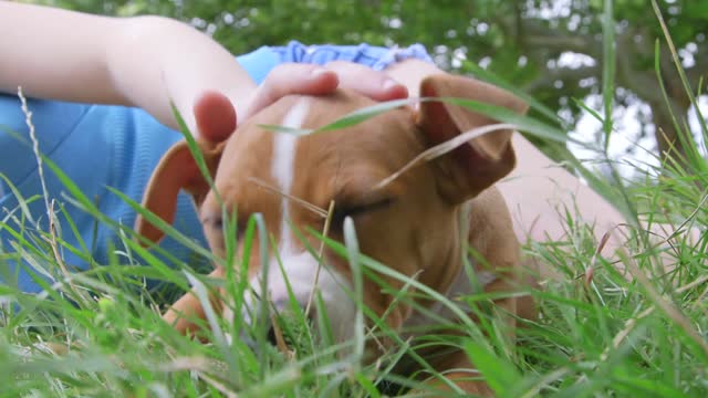 The child and the dog are on the grass