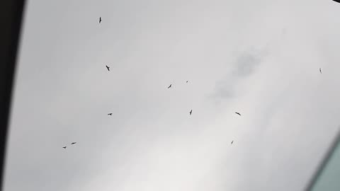 Flying