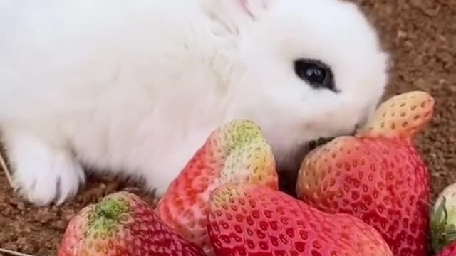 CUTE ANIMAL FRIENDSHIPS: Cute and funny baby animals compilation video #shorts #9