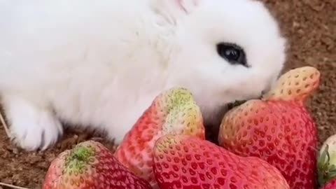 CUTE ANIMAL FRIENDSHIPS: Cute and funny baby animals compilation video #shorts #9