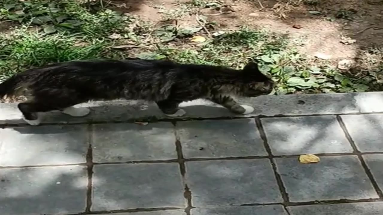 A cute and beautiful cat