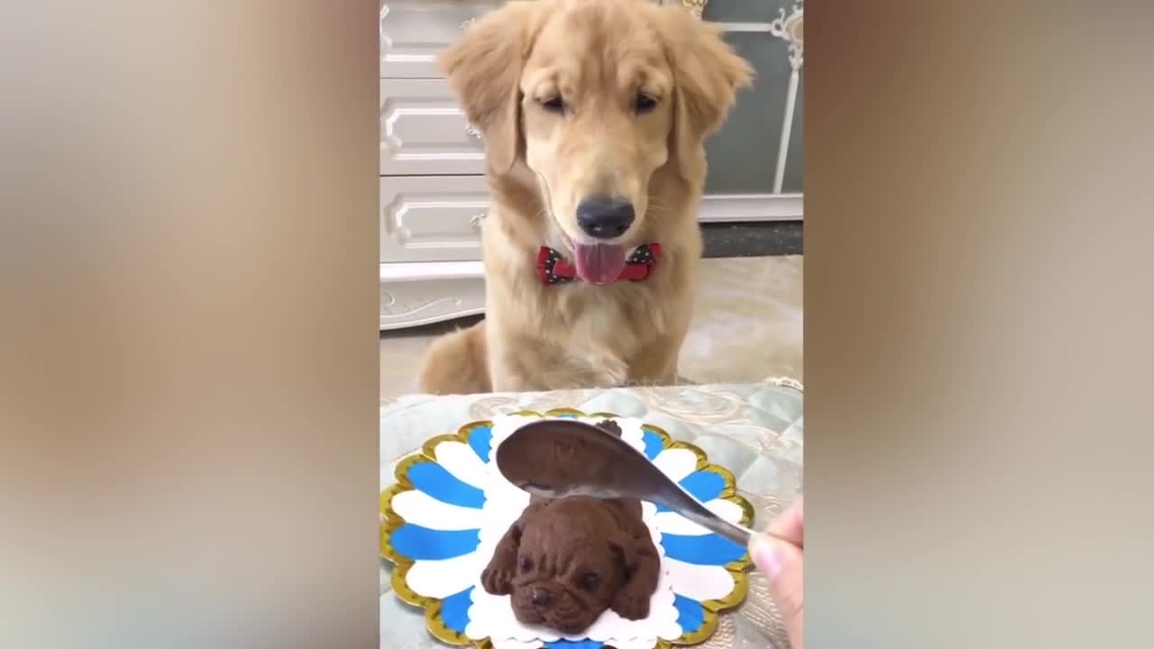 Dog Reaction to Cutting Cake 🤣 - Funny Dog Cake Reaction Compilation | Pets House