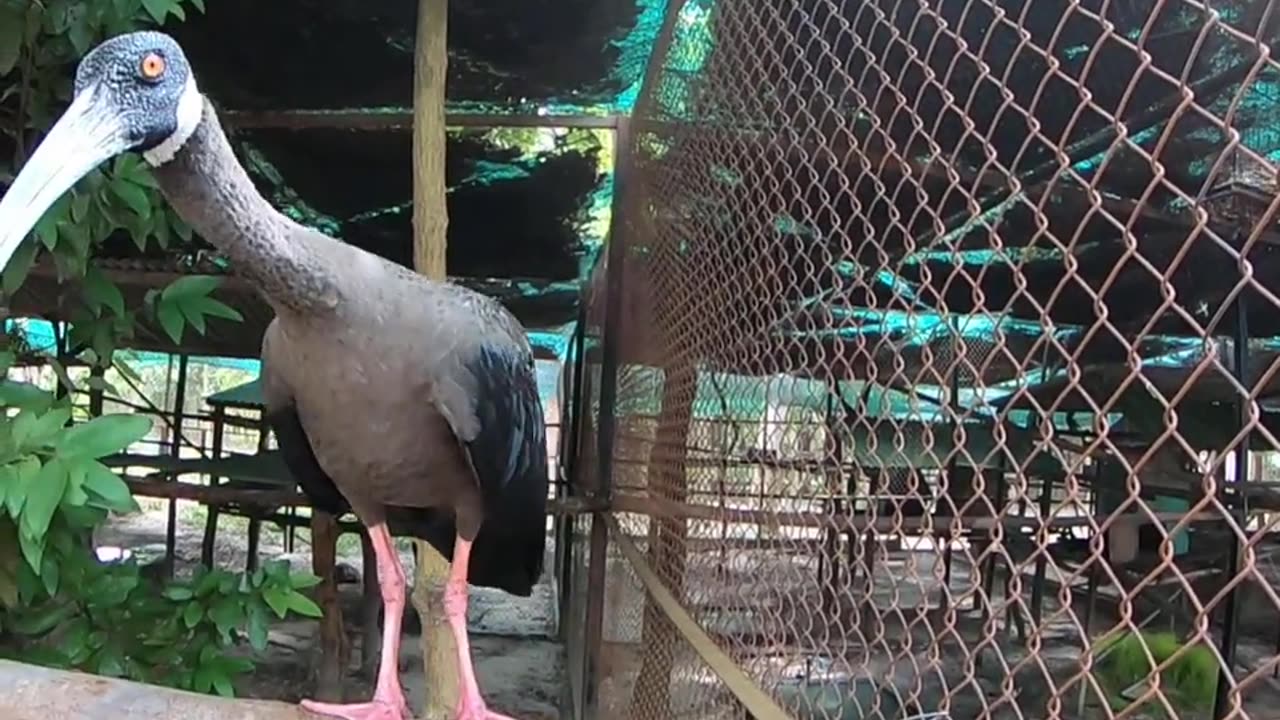 Beautiful bird in Amazon flying Birds