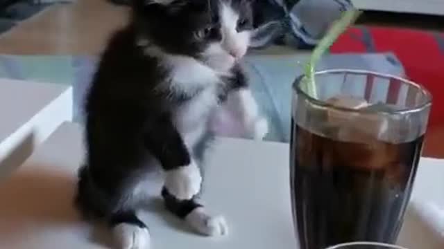 cute kitten wants a drink