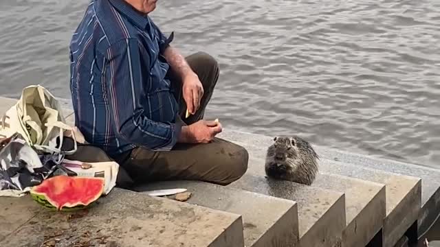 Kind Man Feeds Nutria Potatoes and Watermelon