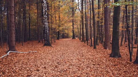 Enchanting Autumn Forests with Beautiful Piano Music