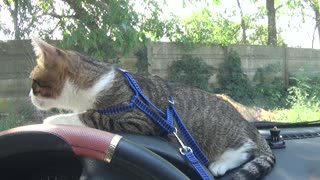 Curious Kitten Looks Out through the Car Window