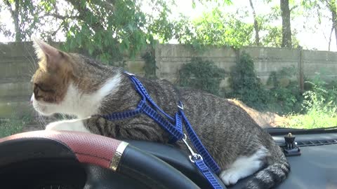 Curious Kitten Looks Out through the Car Window