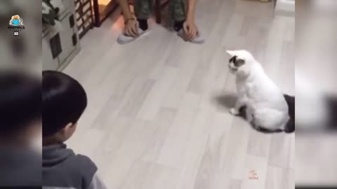 Funny Cats