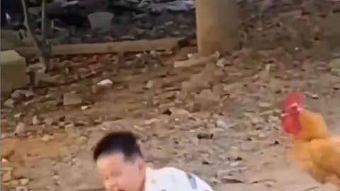 Chicken chases little boy🤣🤣🤣🤣🤣🤣🤣MUST WATCH!!!!!!!!!!!!!!