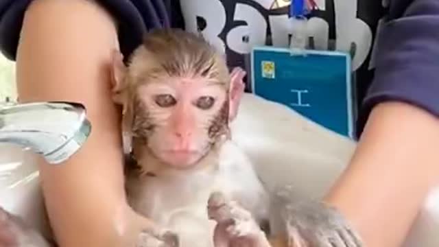 cute monkey