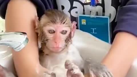 cute monkey