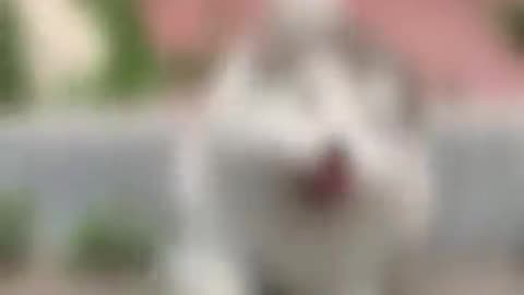 Funny animal video