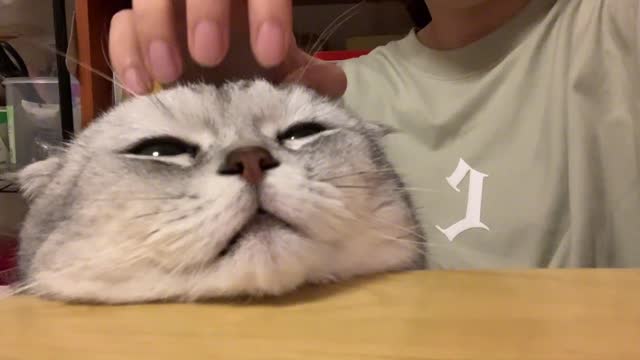 Comfortable to sleep cat