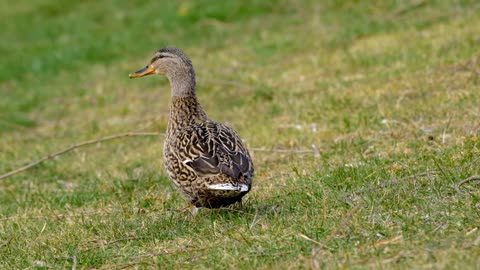 #wild #duck #mallard #mallardduck 👍🙏
