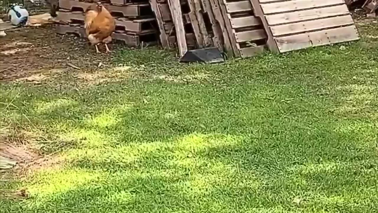 TikTok funny video