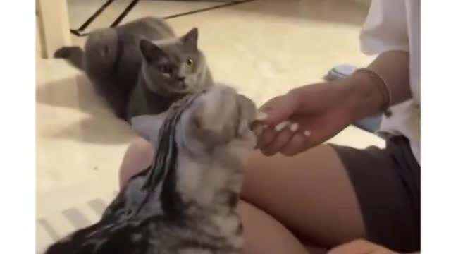 As I sat and watched I had to wonder, “Will I ever get a high five and a treat?