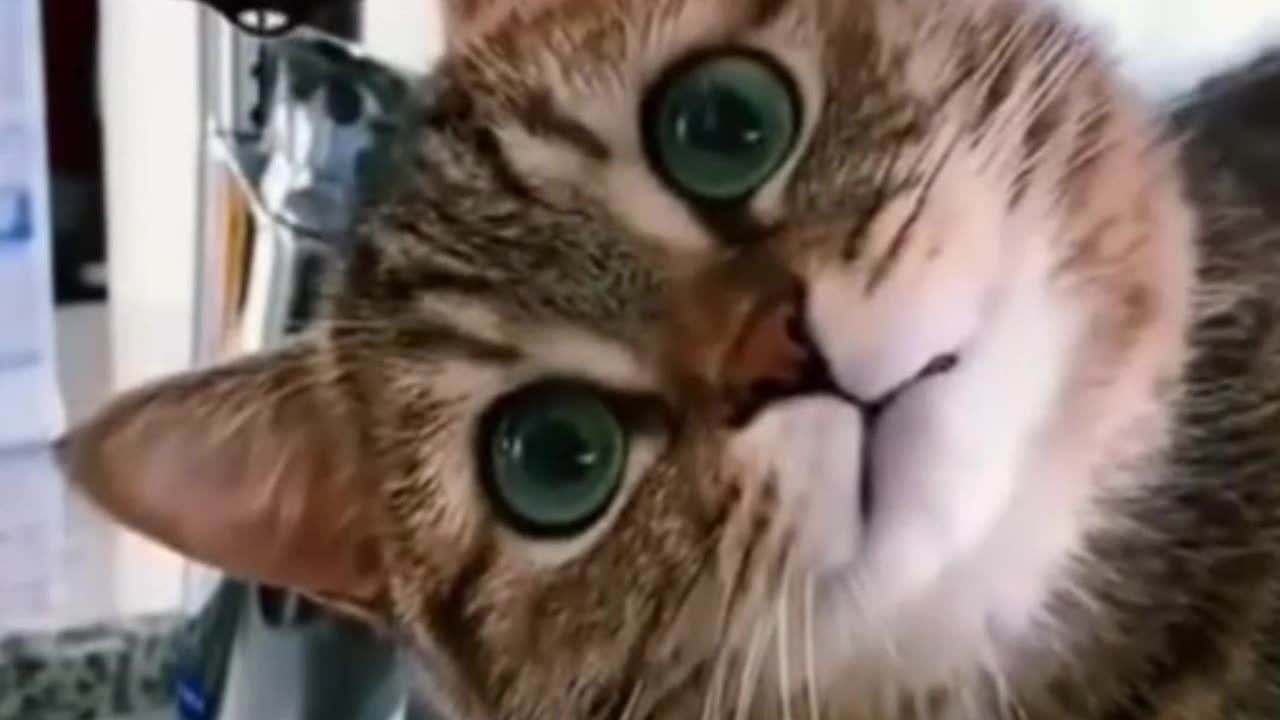 😂"Hold on to your sides, because these animals are about to make you laugh your heart out!