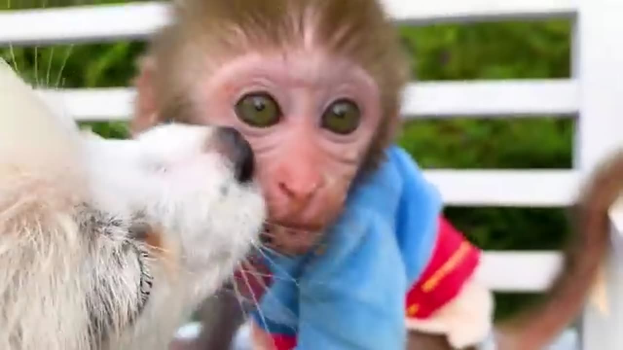 Baby Monkey Playing with Ducklings in Swimming Pool