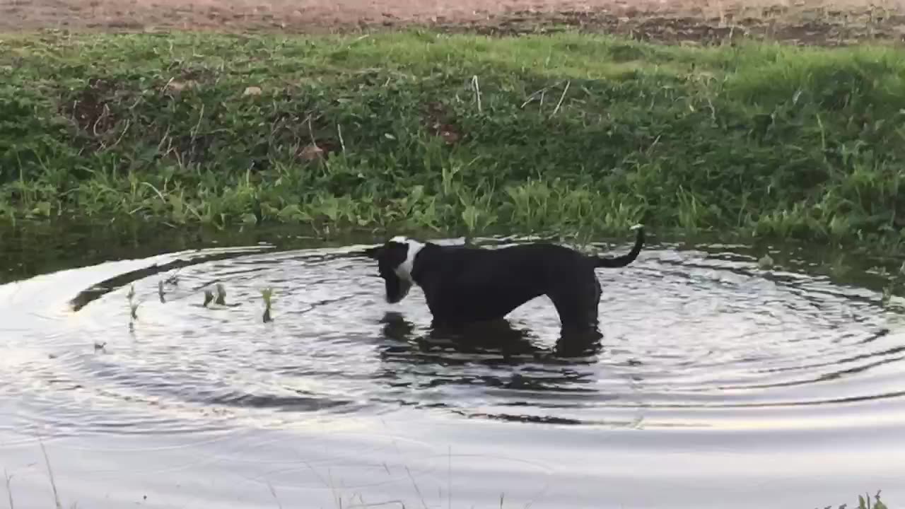 Callie Dog thinks she's a duck