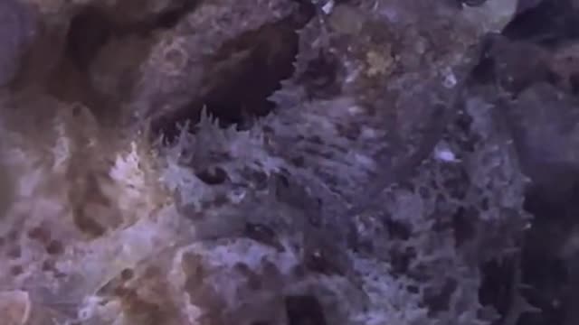 Sea hare caught in 4k