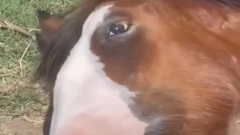 Horse funny moment