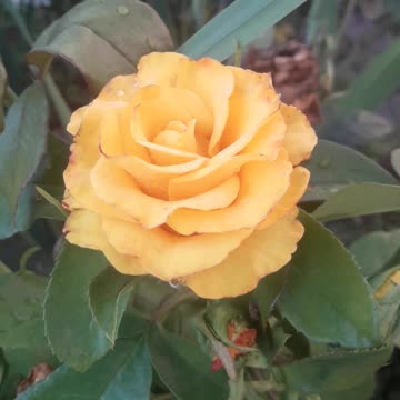 The yellow rose has bloomed