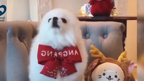 Cute dogs singing # funny animals #pets