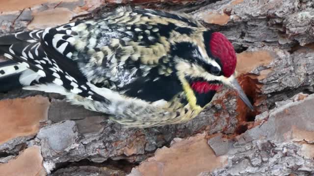 Yellow-bellied Sapsucker Bird in Winter