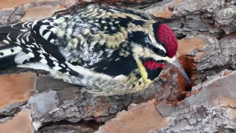 Yellow-bellied Sapsucker Bird in Winter