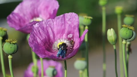 Poppy Beetle Flower