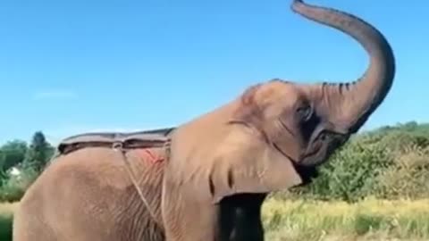 Amazing man jumps on a elephant