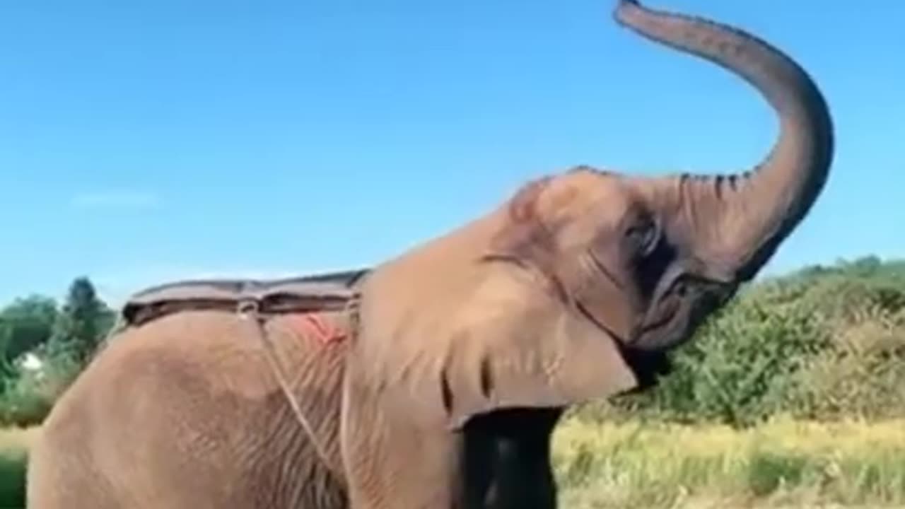 Amazing man jumps on a elephant