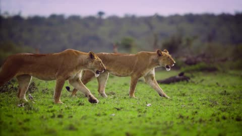 Lionessess Walking