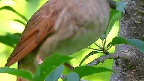 Birds beautiful