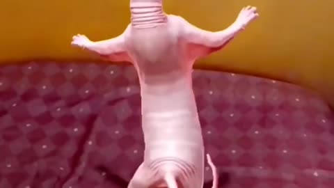 Cat 🐈 Hip Hop Dance 💃