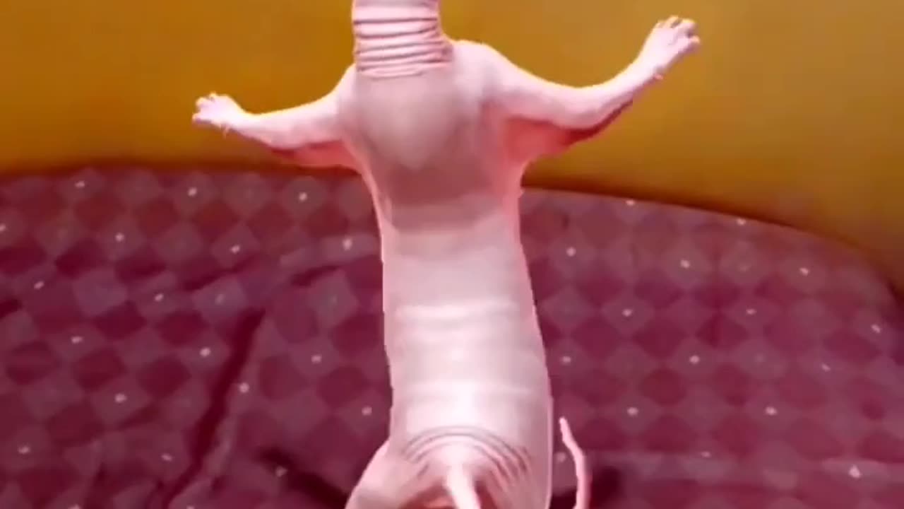 Cat 🐈 Hip Hop Dance 💃