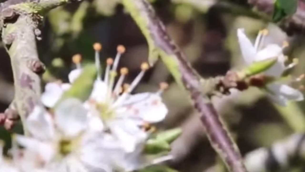 Bee