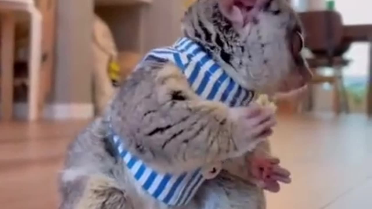 Funny Animal Video