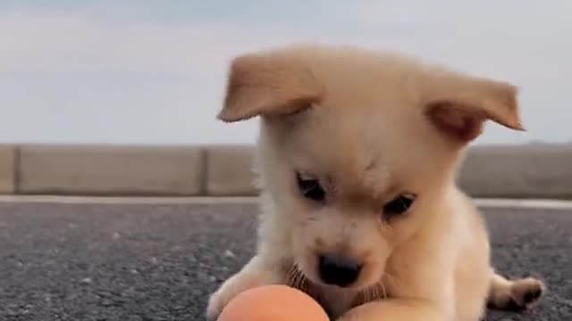 Picked up an egg