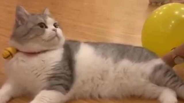 Funny cat video 2021