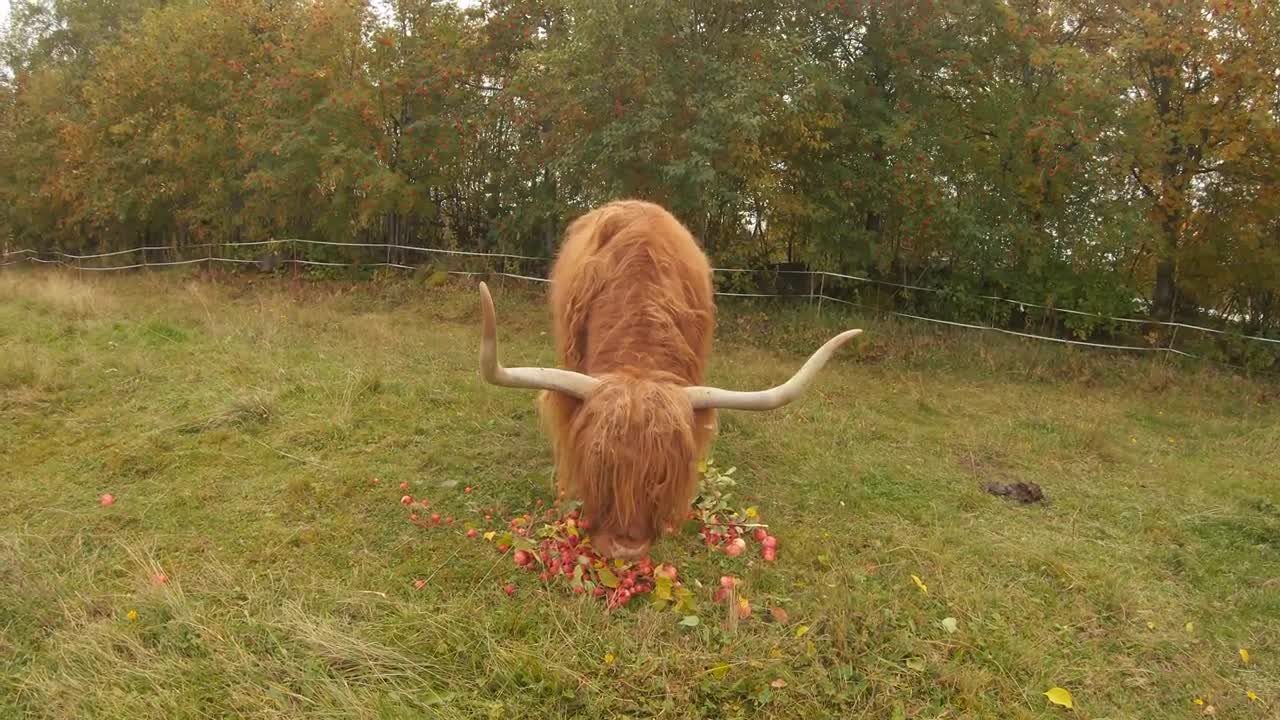 Scottish Highland Cattle In Finland: Old cow with long horns eating apples