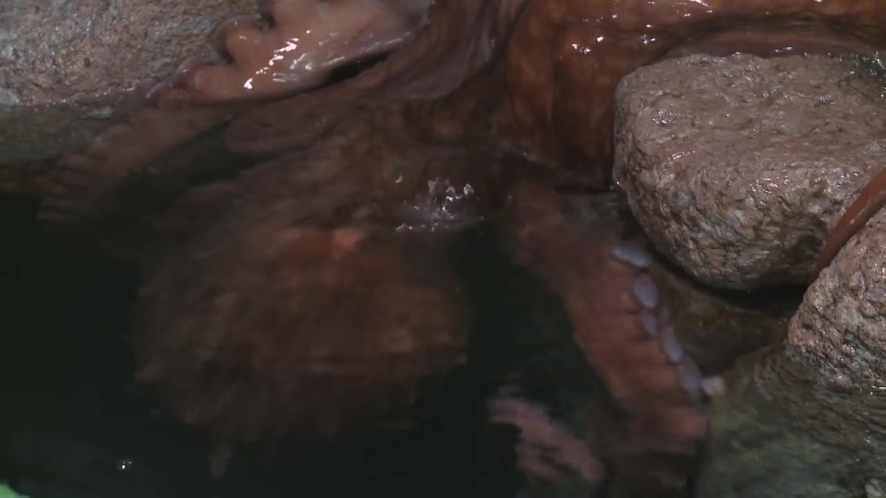 Why We're Suckers for the Giant Pacific Octopus